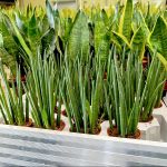 Sansewieria cylindryczna ( Sansevieria ‘Cylindrica’) 20cm