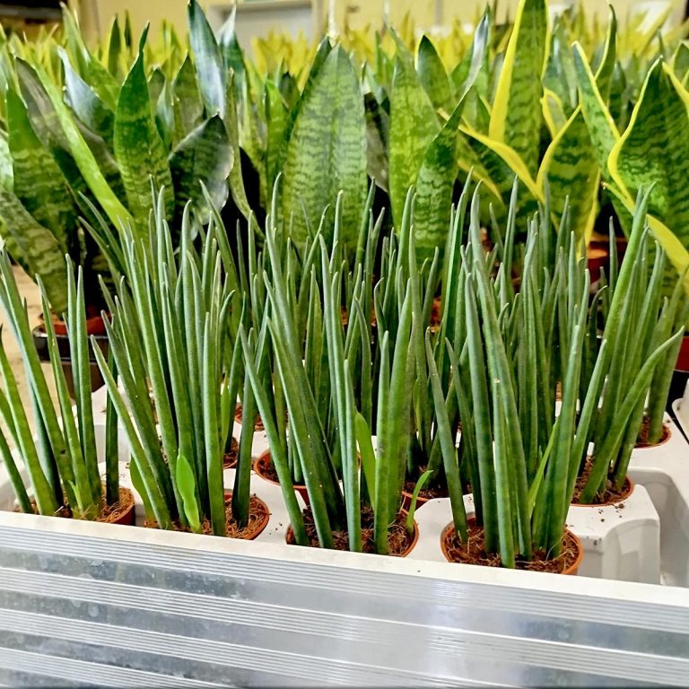 Sansewieria cylindryczna ( Sansevieria ‘Cylindrica’) 20cm