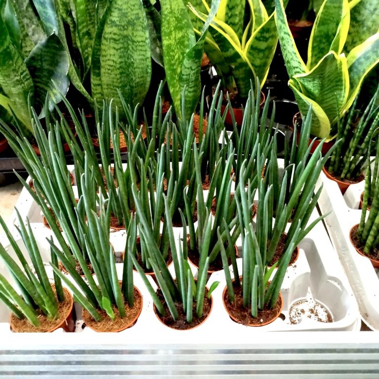 Sansewieria cylindryczna ( Sansevieria ‘Cylindrica’) 20cm