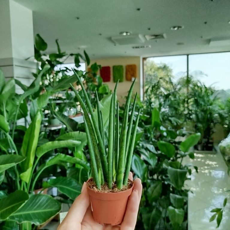 Sansewieria cylindryczna ( Sansevieria ‘Cylindrica’) 20cm