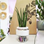 Sansewieria cylindryczna ( Sansevieria ‘Cylindrica’) 20cm