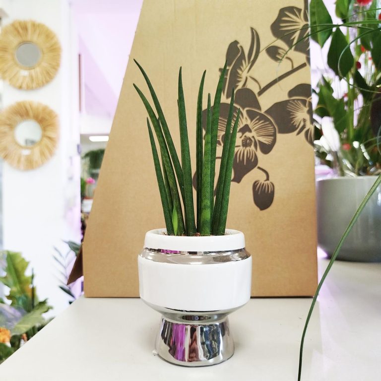 Sansewieria cylindryczna ( Sansevieria ‘Cylindrica’) 20cm