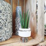 Sansewieria cylindryczna ( Sansevieria ‘Cylindrica’) 20cm