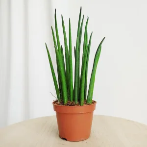 Sansewieria cylindryczna (Sansevieria ‘Cylindrica’) 50cm
