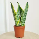 Sansewieria gwinejska (Sansevieria trifasciata 'Futura Superba') 35cm