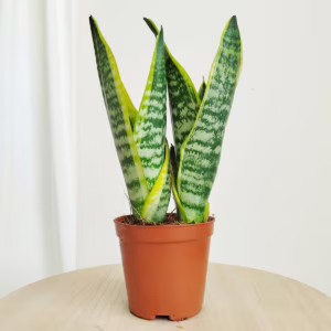 Sansewieria gwinejska (Sansevieria trifasciata 'Futura Superba') 35-40cm