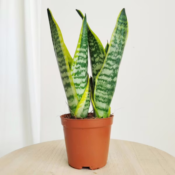 Sansewieria gwinejska (Sansevieria trifasciata 'Futura Superba') 35cm