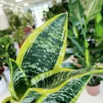 Sansewieria gwinejska (Sansevieria trifasciata 'Futura Superba') 35cm