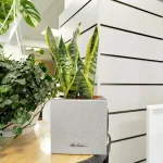 Sansewieria gwinejska (Sansevieria trifasciata 'Futura Superba') 35cm