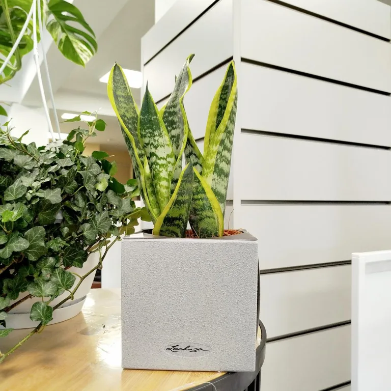 Sansewieria gwinejska (Sansevieria trifasciata 'Futura Superba') 35cm