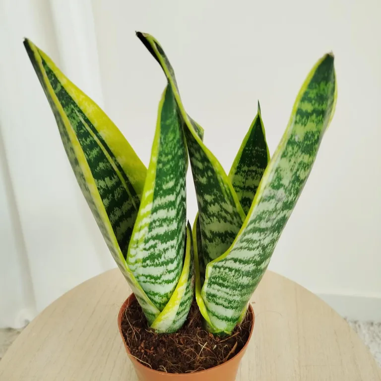 Sansewieria gwinejska (Sansevieria trifasciata 'Futura Superba') 35cm