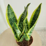 Sansewieria gwinejska (Sansevieria trifasciata 'Futura Superba') 35cm
