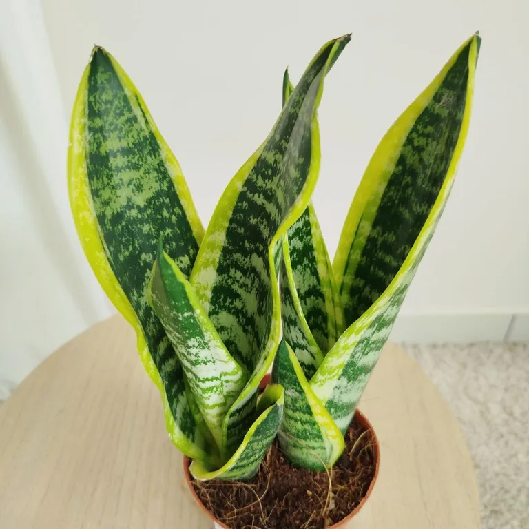 Sansewieria gwinejska (Sansevieria trifasciata 'Futura Superba') 35cm