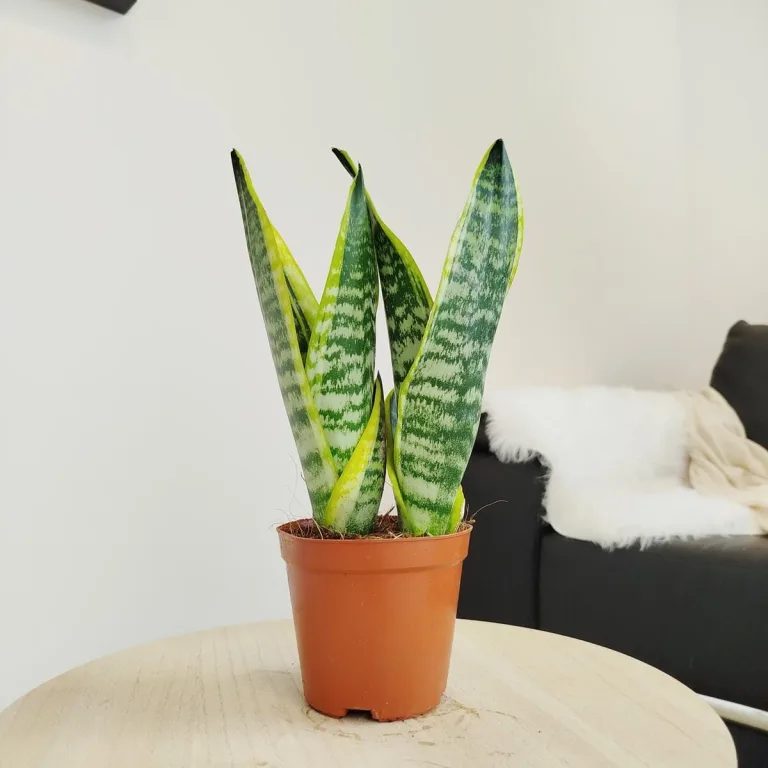 Sansewieria gwinejska (Sansevieria trifasciata 'Futura Superba') 35cm