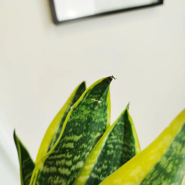 Sansewieria gwinejska (Sansevieria trifasciata 'Futura Superba') 35cm