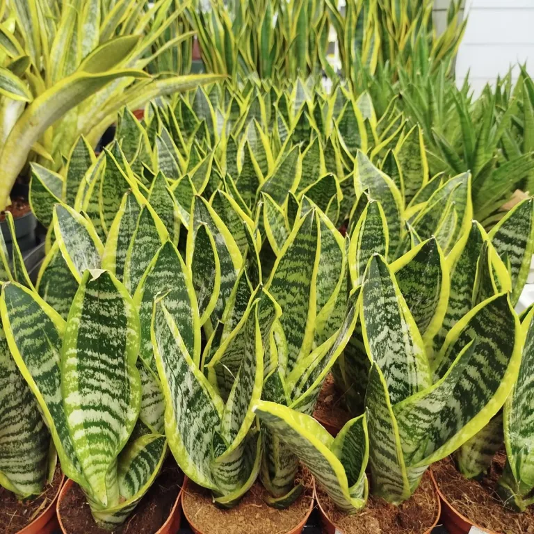 Sansewieria gwinejska (Sansevieria trifasciata 'Futura Superba') 35cm