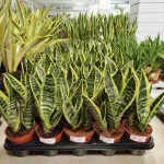 Sansewieria gwinejska (Sansevieria trifasciata 'Futura Superba') 35cm