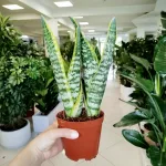 Sansewieria gwinejska (Sansevieria trifasciata 'Futura Superba') 35cm
