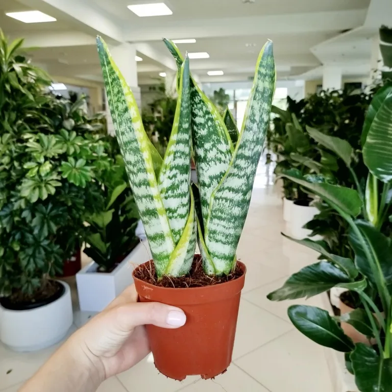 Sansewieria gwinejska (Sansevieria trifasciata 'Futura Superba') 35cm