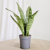 Sansewieria gwinejska (Sansevieria trifasciata ‘Black Coral’) 20-25cm