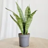 Sansewieria gwinejska (Sansevieria trifasciata 'Black Coral’) 25cm