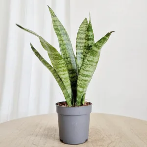 Sansewieria gwinejska (Sansevieria trifasciata 'Black Coral') 25cm