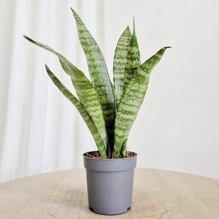Sansewieria gwinejska (Sansevieria trifasciata 'Black Coral') 25cm