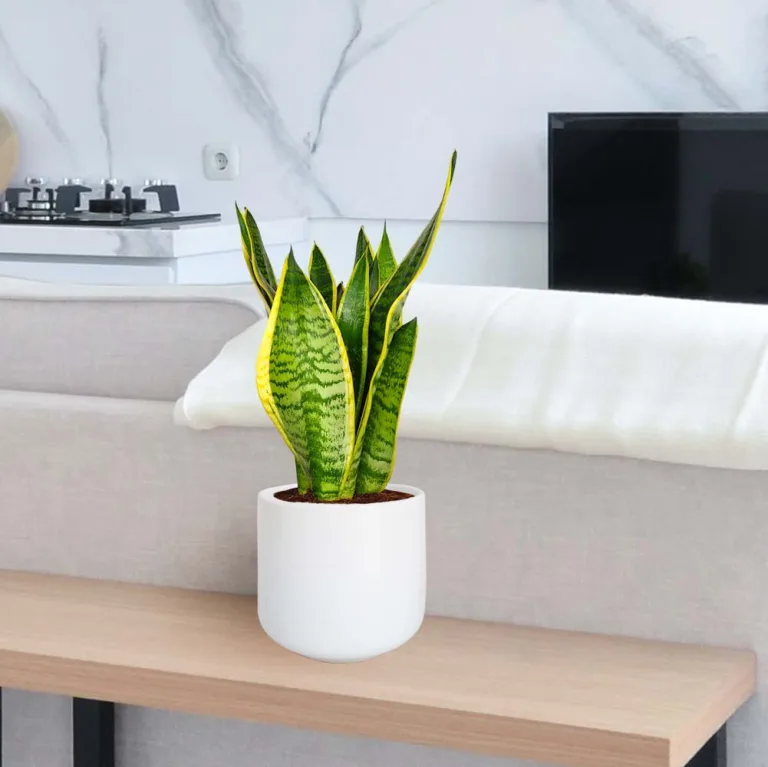 Sansewieria gwinejska (Sansevieria trifasciata 'Futura Superba') 35cm