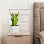 Sansewieria gwinejska (Sansevieria trifasciata 'Futura Superba') 35cm