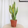 Sansewieria gwinejska (Sansevieria trifasciata ‘Laurentii’) 45-55cm