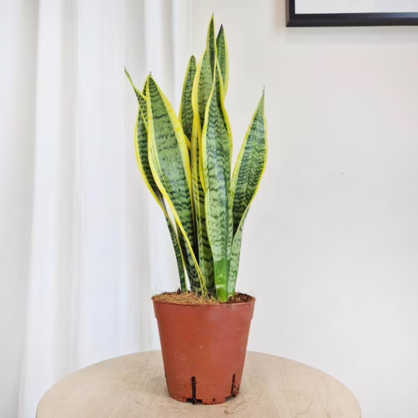 Sansewieria gwinejska (Sansevieria trifasciata 'Laurentii') 45-55cm