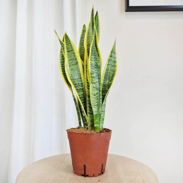 Sansewieria gwinejska (Sansevieria trifasciata 'Laurentii') 50cm
