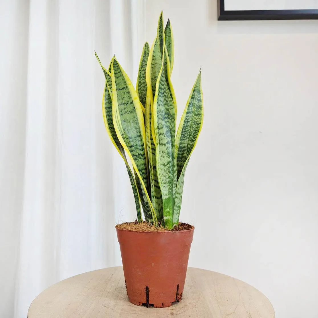 Sansewieria gwinejska (Sansevieria trifasciata 'Laurentii') 50cm