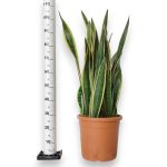 Sansewieria gwinejska (Sansevieria trifasciata 'Laurentii') 100cm