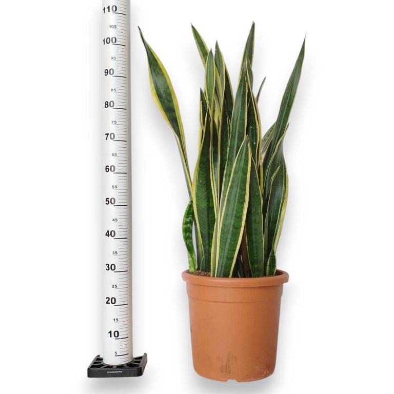 Sansewieria gwinejska (Sansevieria trifasciata 'Laurentii') 100cm