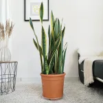 Sansewieria gwinejska (Sansevieria trifasciata 'Laurentii') 100cm