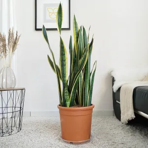 Sansewieria gwinejska (Sansevieria trifasciata 'Laurentii') 100cm