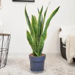 Sansewieria gwinejska (Sansevieria trifasciata 'Laurentii') 80cm