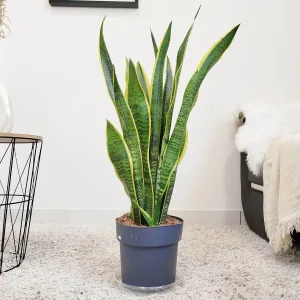 Sansewieria gwinejska (Sansevieria trifasciata 'Laurentii') 80cm