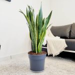 Sansewieria gwinejska (Sansevieria trifasciata 'Laurentii') 100cm