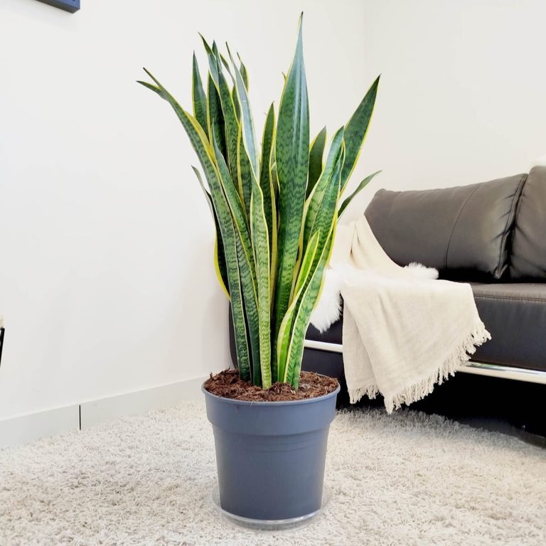 Sansewieria gwinejska (Sansevieria trifasciata 'Laurentii') 100cm