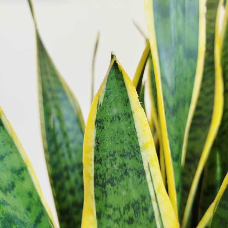 Sansewieria gwinejska (Sansevieria trifasciata 'Laurentii') 100cm