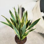 Sansewieria gwinejska (Sansevieria trifasciata 'Laurentii') 100cm