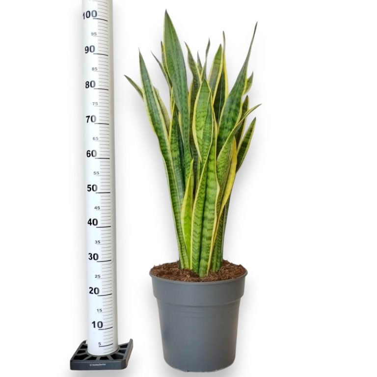 Sansewieria gwinejska (Sansevieria trifasciata 'Laurentii') 100cm