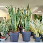 Sansewieria gwinejska (Sansevieria trifasciata 'Laurentii') 100cm