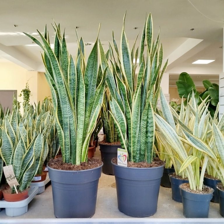 Sansewieria gwinejska (Sansevieria trifasciata 'Laurentii') 100cm