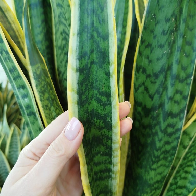 Sansewieria gwinejska (Sansevieria trifasciata 'Laurentii') 100cm