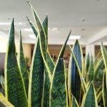 Sansewieria gwinejska (Sansevieria trifasciata 'Laurentii') 100cm