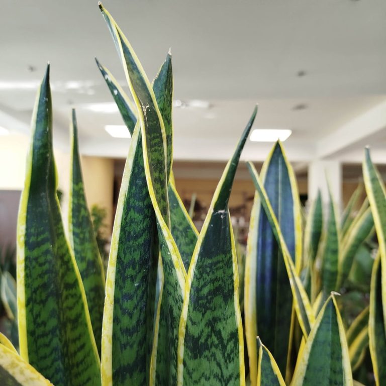 Sansewieria gwinejska (Sansevieria trifasciata 'Laurentii') 100cm