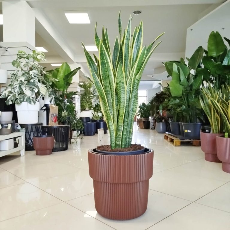 Sansewieria gwinejska (Sansevieria trifasciata 'Laurentii') 100cm